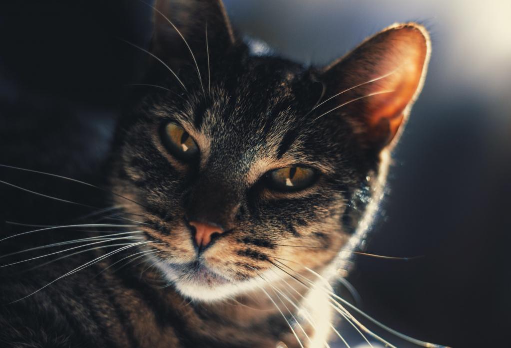 Особенности мочекаменной болезни у котов