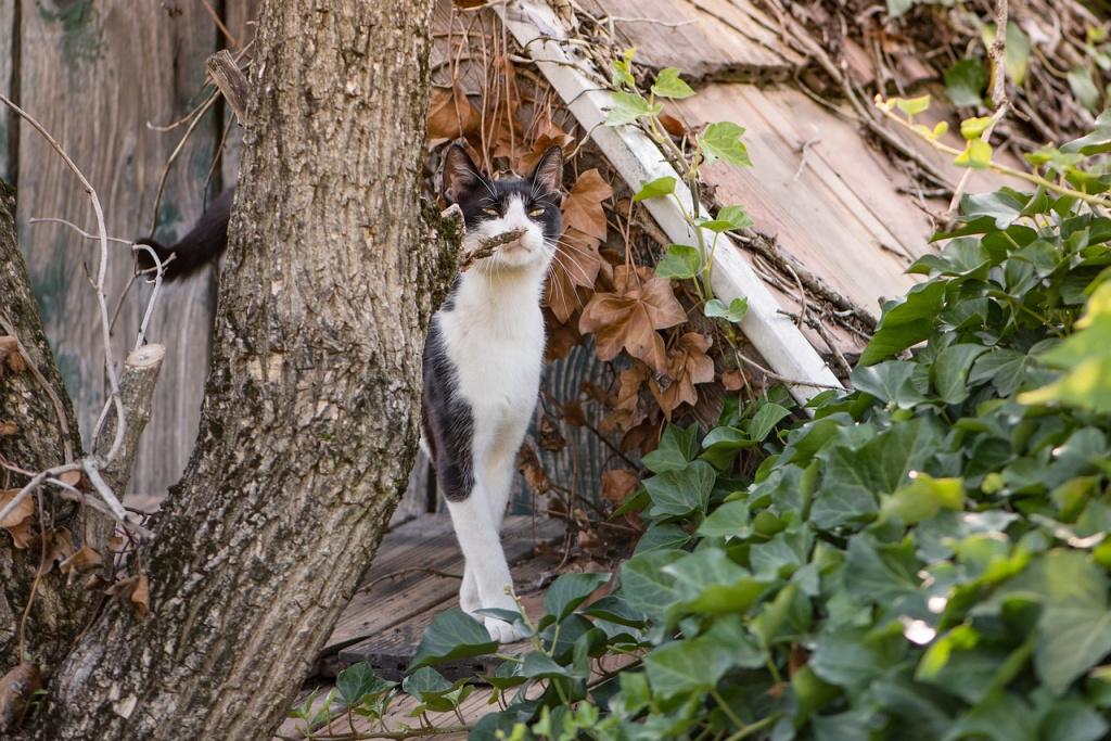 нюх нужен кошкам для получения и передачи информации нюх нужен кошкам для получения и передачи информации