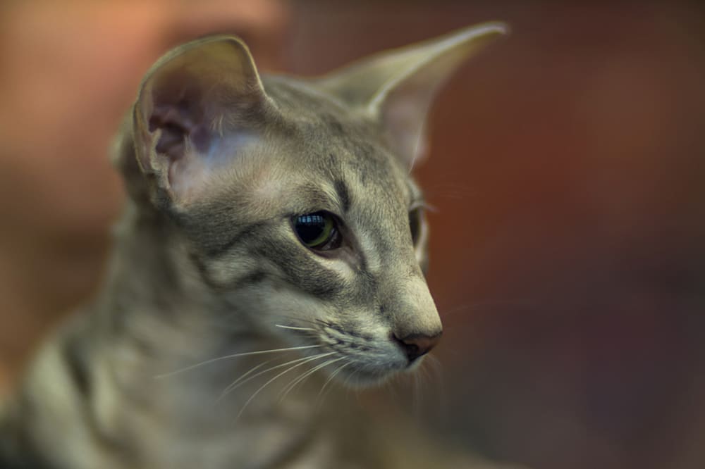 Болезнь ориентальной кошки может проявляться вялостью