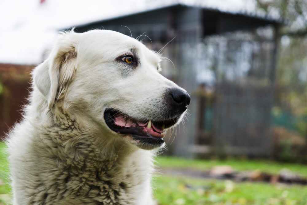 Профиль словацкого чувача