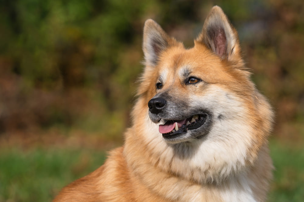 Исландские овчарки могут приобретать вывихи надколенника