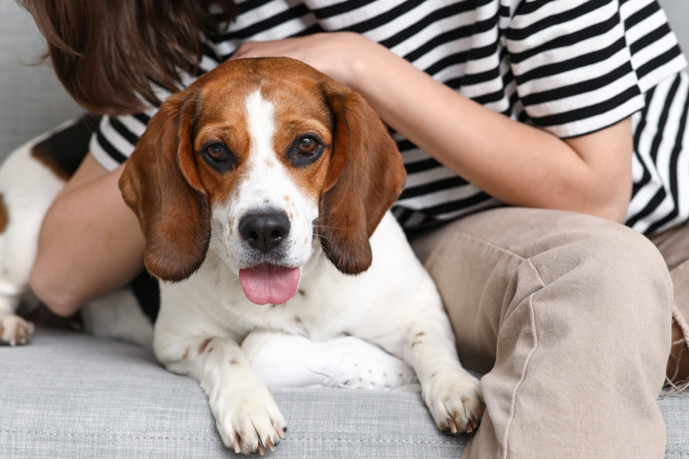 Сколько живут бигли?