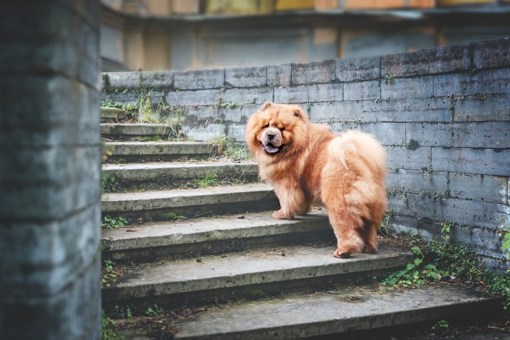 Владельцу важно контролировать, сколько живут чау-чау