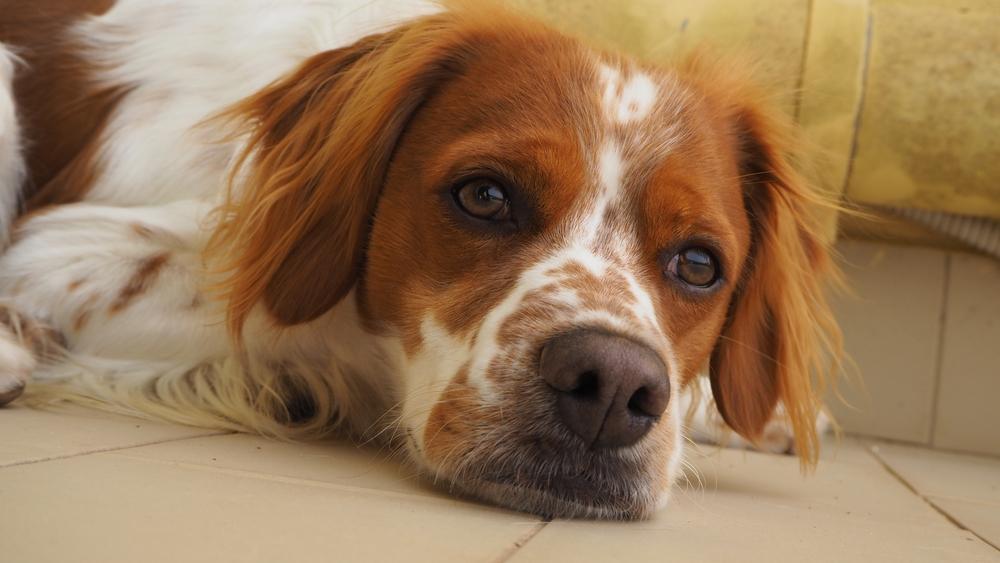 Возможные болезни бретонского эпаньоля 