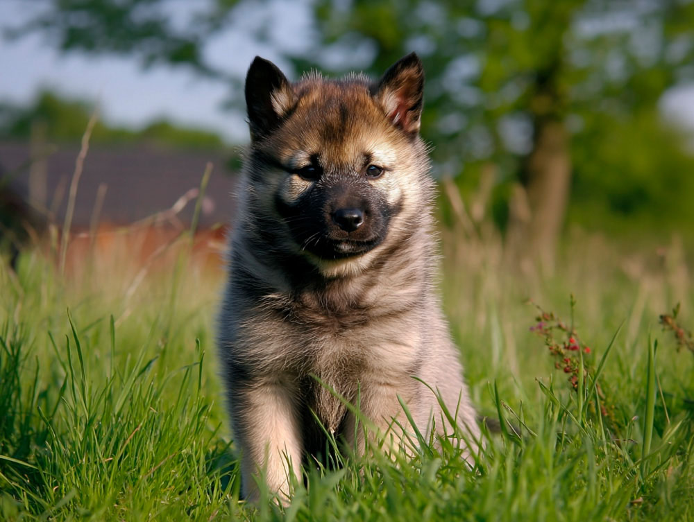 Щенок норвежской лайки