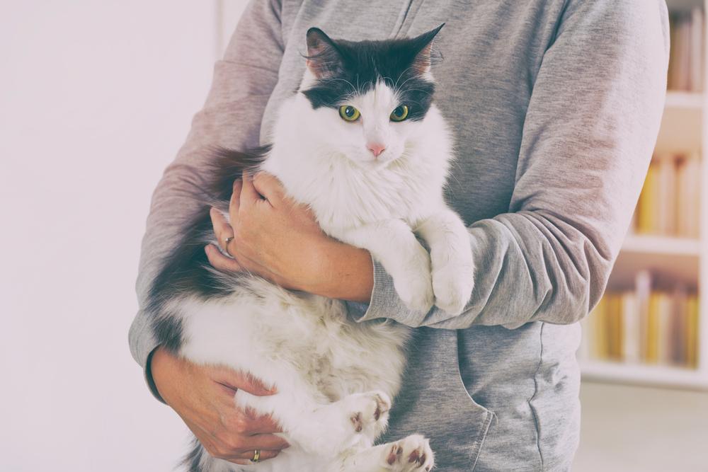 Как правильно держать кошку, чтобы ей было удобно Как правильно держать кошку, чтобы ей было удобно