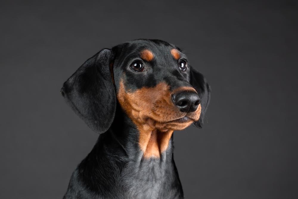 как выбрать щенка немецкого пинчера