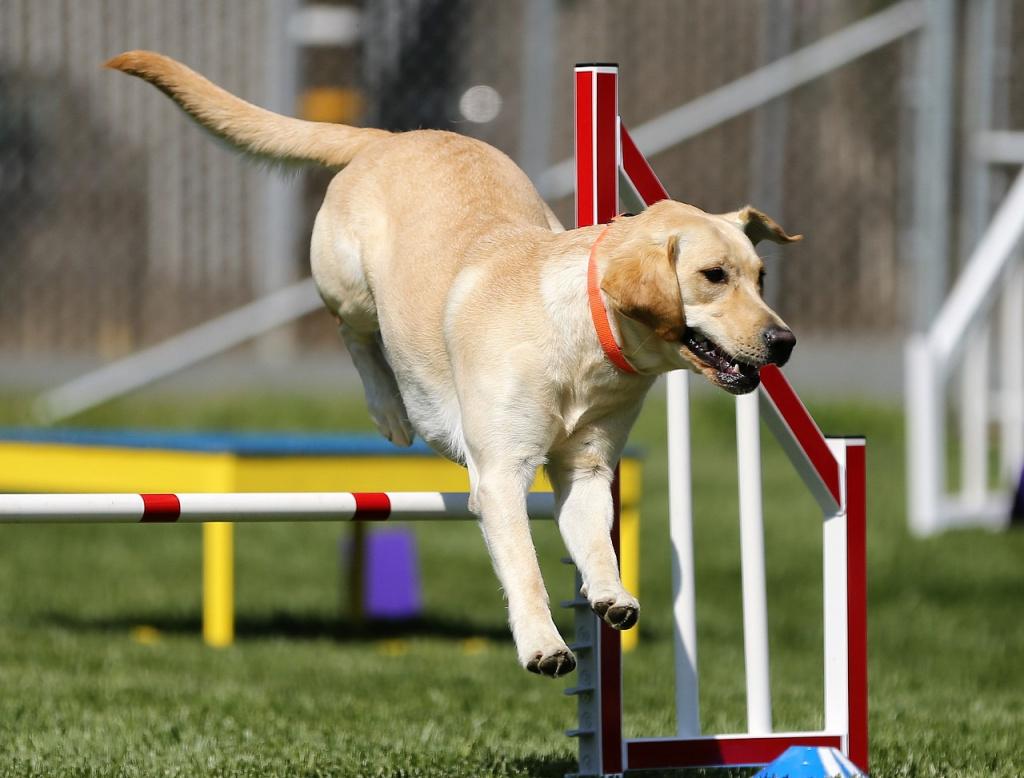 Популярные виды спорта для собак: аджилити
