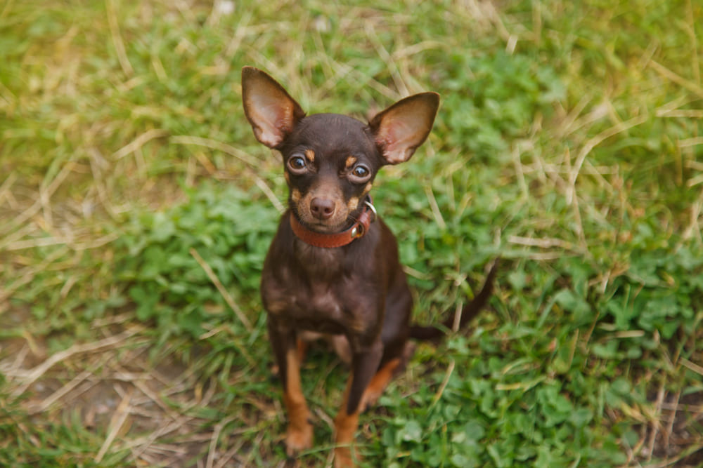 Так выглядит той-терьер