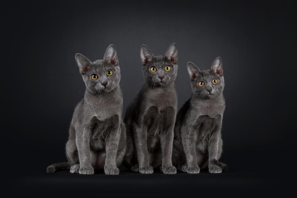 Советы по выбору котенка кората