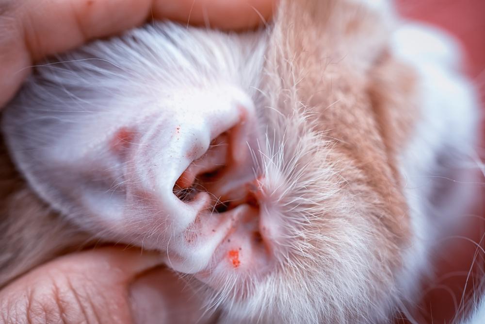как выглядит ушной клещ у кошки