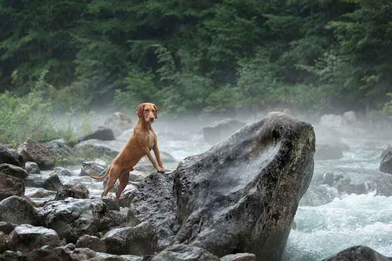 Венгерская легавая