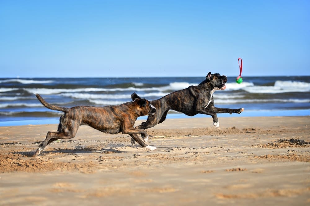 Два боксера играют на пляже