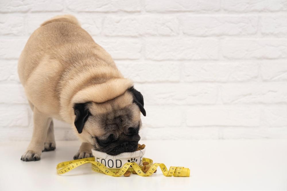 Питание мопса Питание мопса