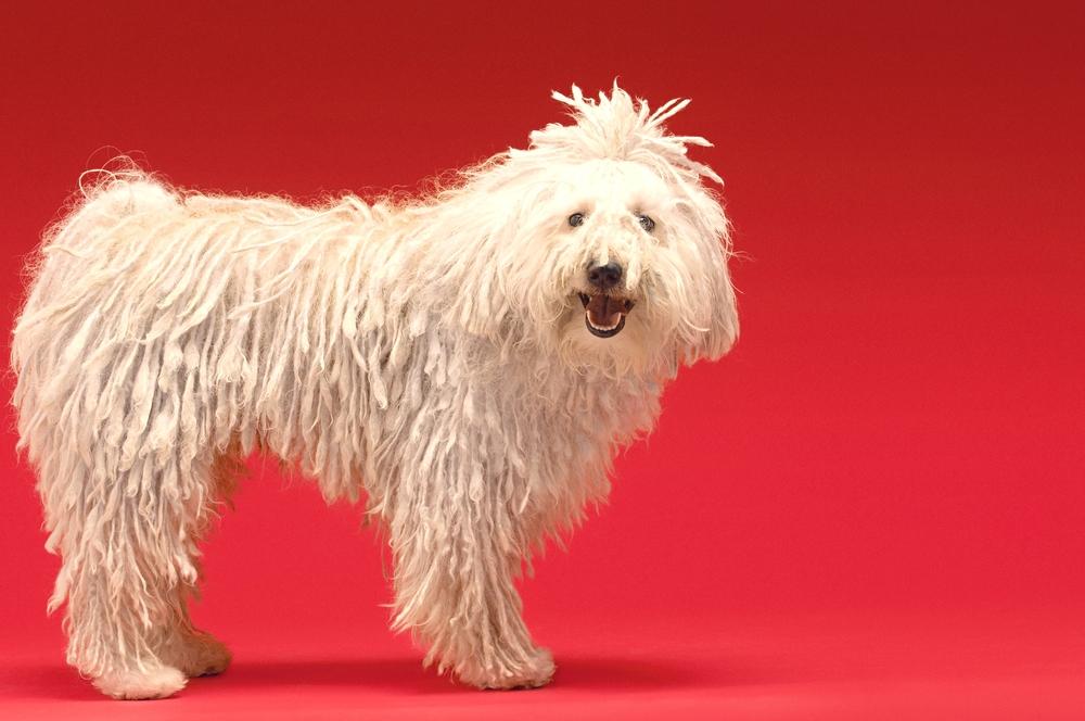 Работа пастухом