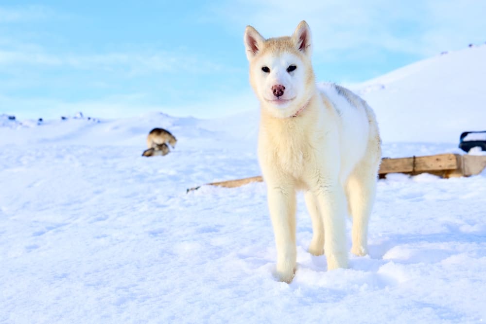 Приобретать гренландскую собаку лучше в питомнике