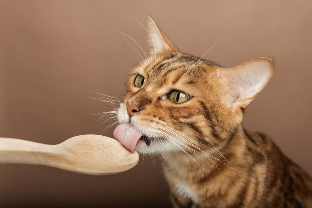 Важно знать, можно ли кошкам сливки