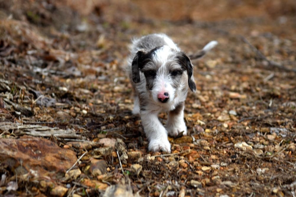 Щенок таксы 