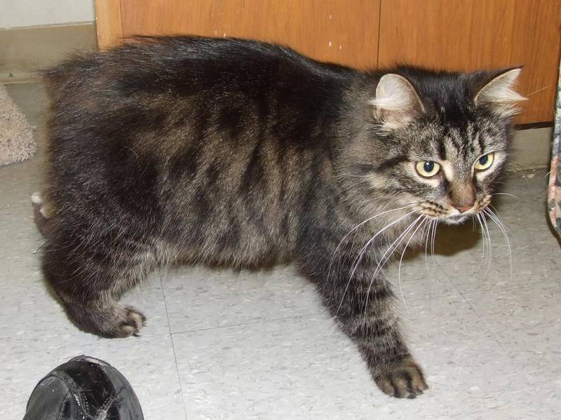 Здоровье кимрика