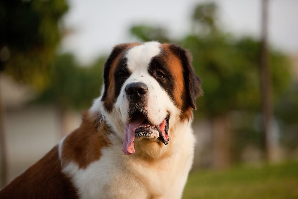 Питание влияет на то, сколько живут сенбернары