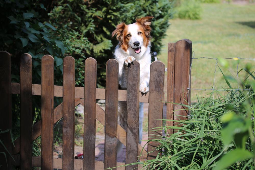 Как научить собаку охранять вещь Как научить собаку охранять вещь