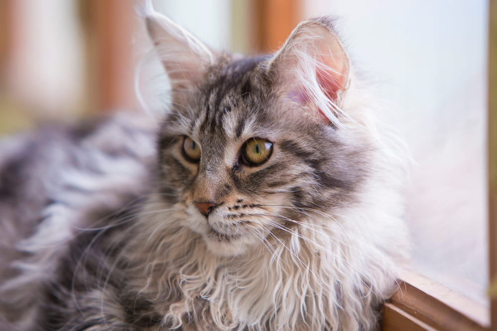 У мейн-кунов встречаются болезни сердца