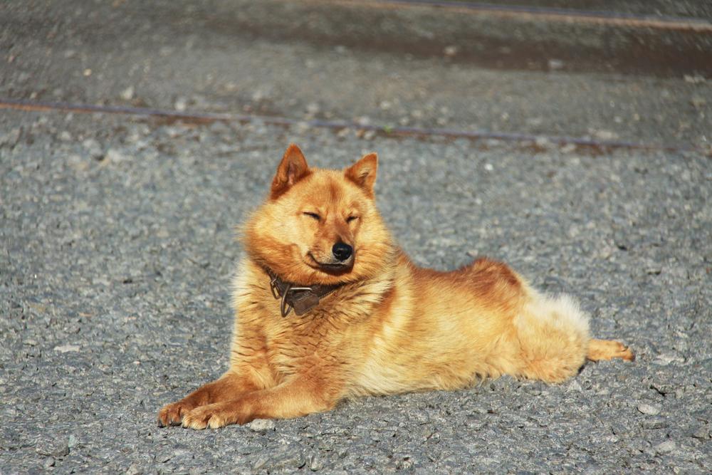 Характер финского шпица