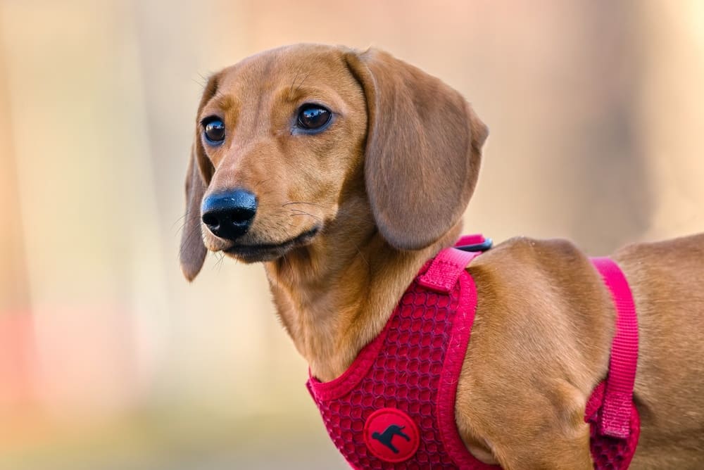 Вязать такс нужно только после наступления половой зрелости