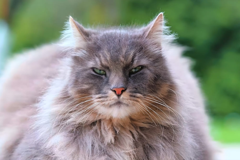 То, сколько весит сибирская кошка, зависит от возраста