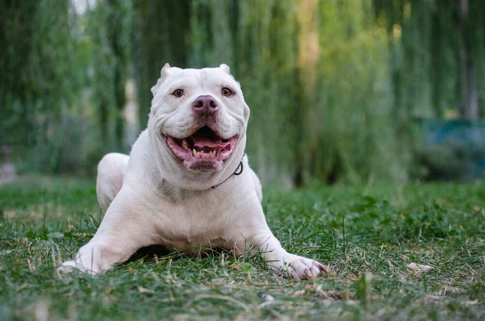 Спорт способен влиять на то, сколько живет американский бульдог