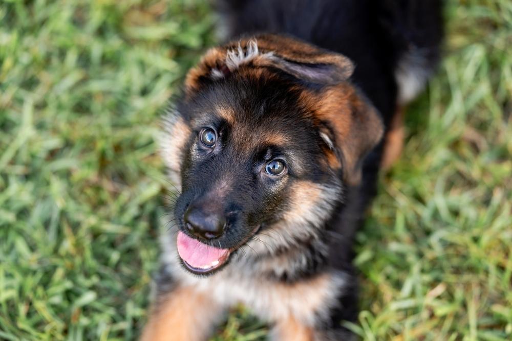 Это не злой, а добрый щенок овчарки