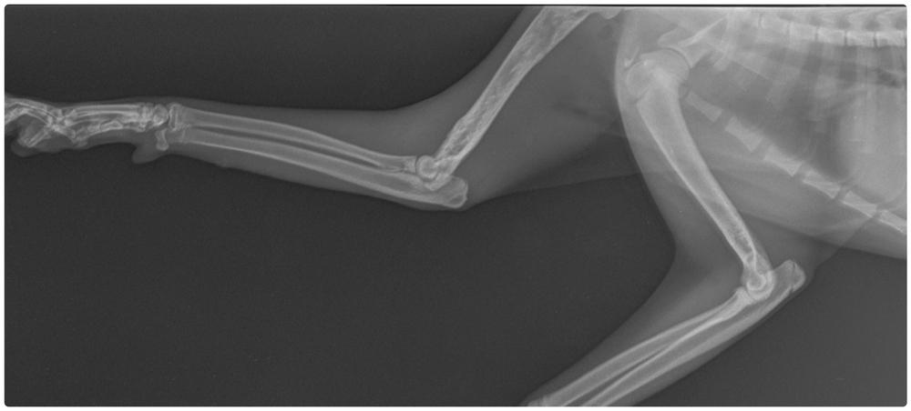 Диагностика дисплазии суставов у кошек