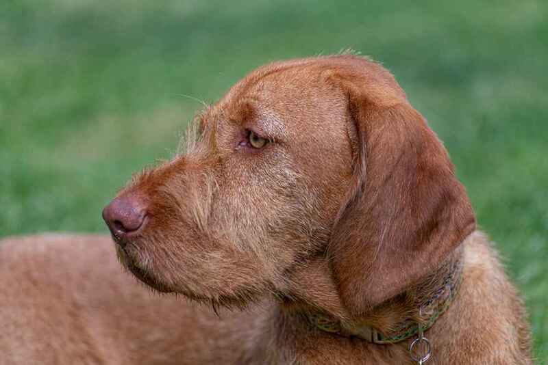 Жесткошерстная венгерская легавая