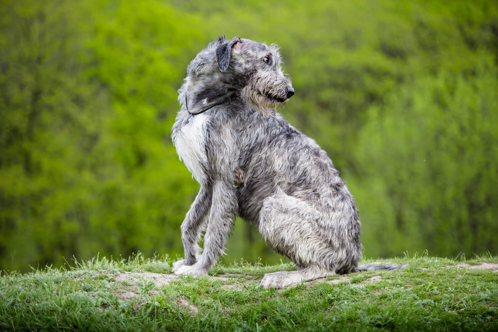 Владельцу важно знать, сколько лет живут ирландские волкодавы