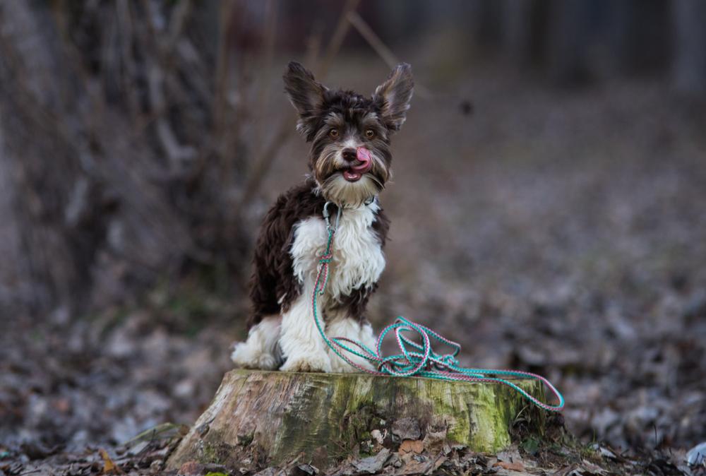 Воспитание биро-йоркширского терьера 