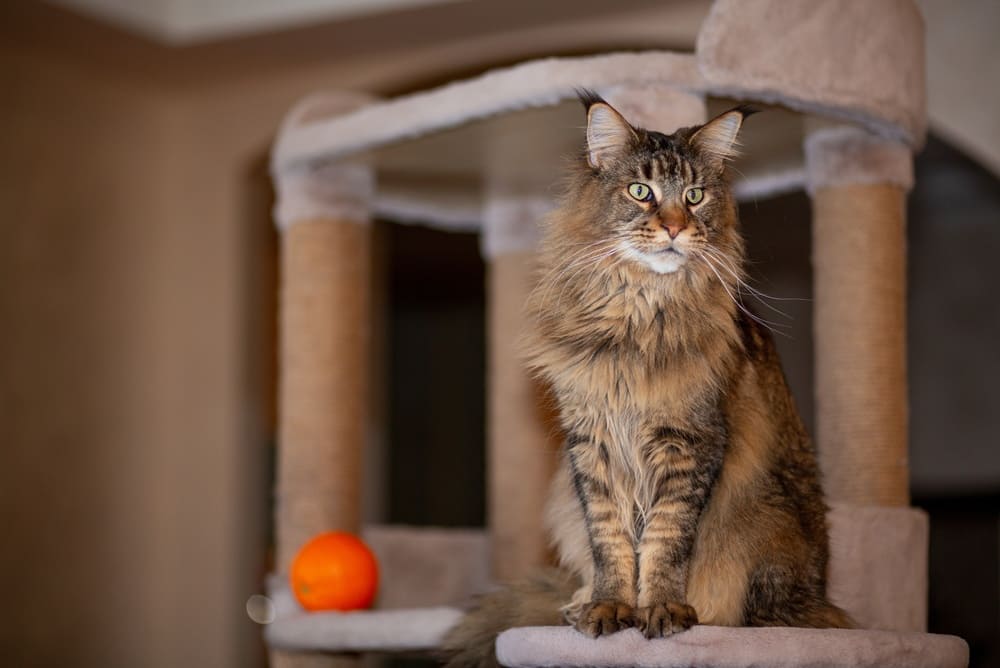 Различные факторы влияют на то, сколько проживет мейн-кун