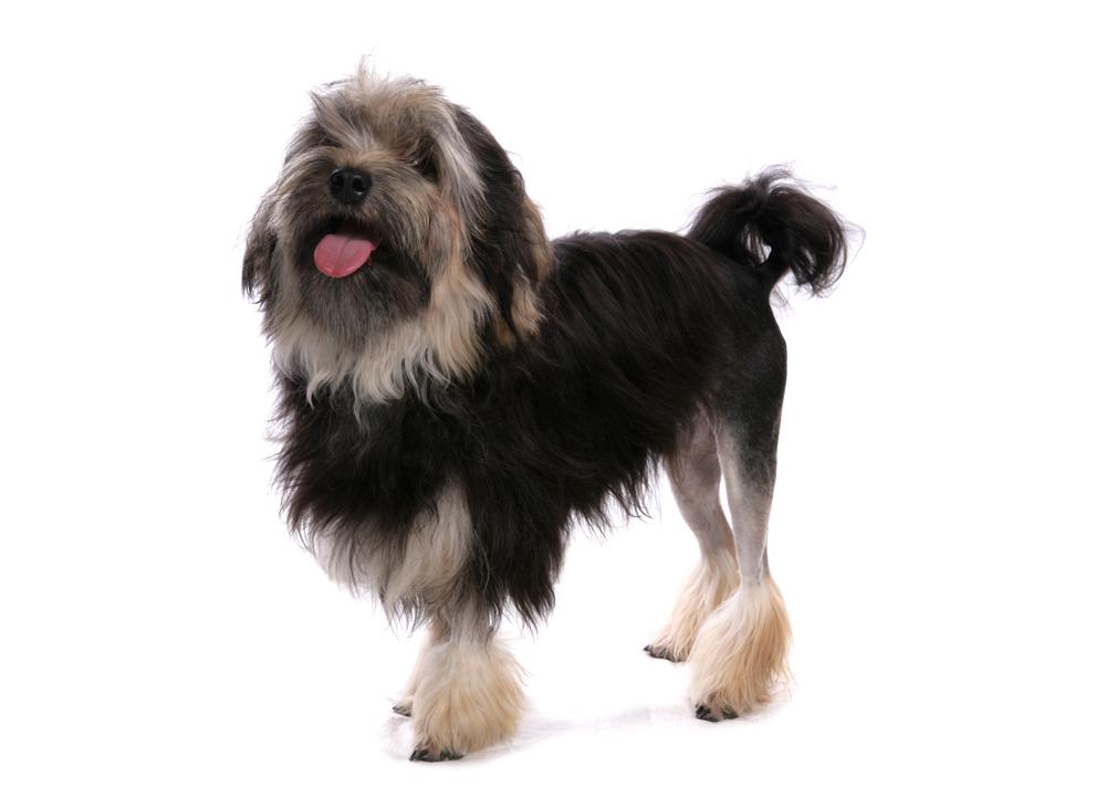 Внешность левхена