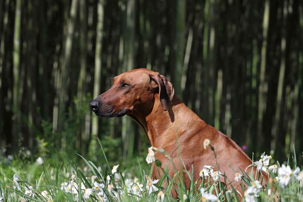 Как кормить риджбека?