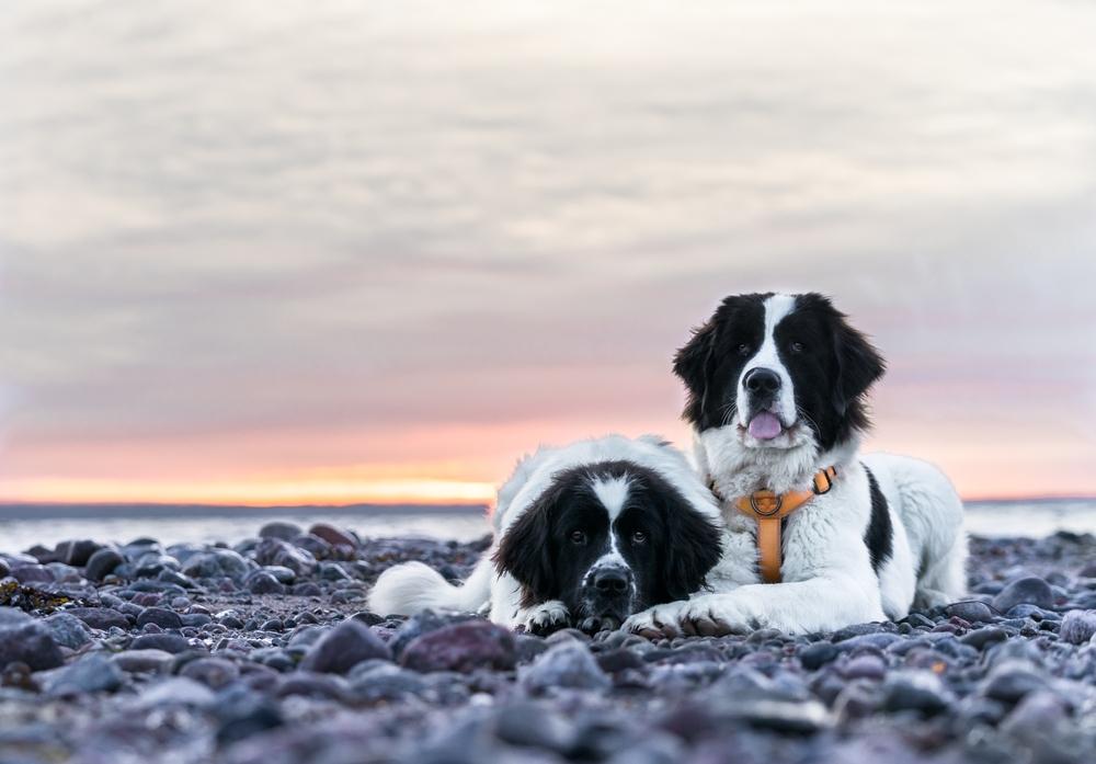 Выгул и активность ландсира