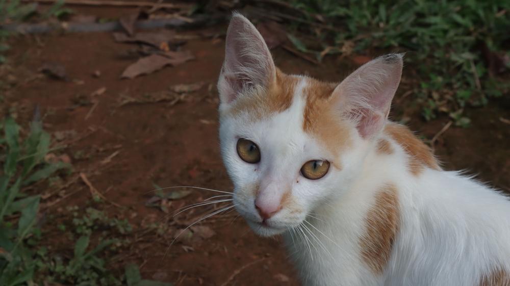 Темперамент аравийского мау