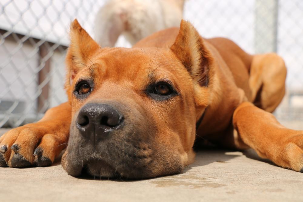 Разрешенные окрасы кане-корсо: рыжий Разрешенные окрасы кане-корсо: рыжий
