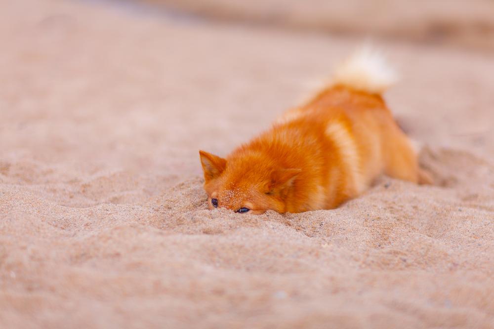 Обучение финского шпица