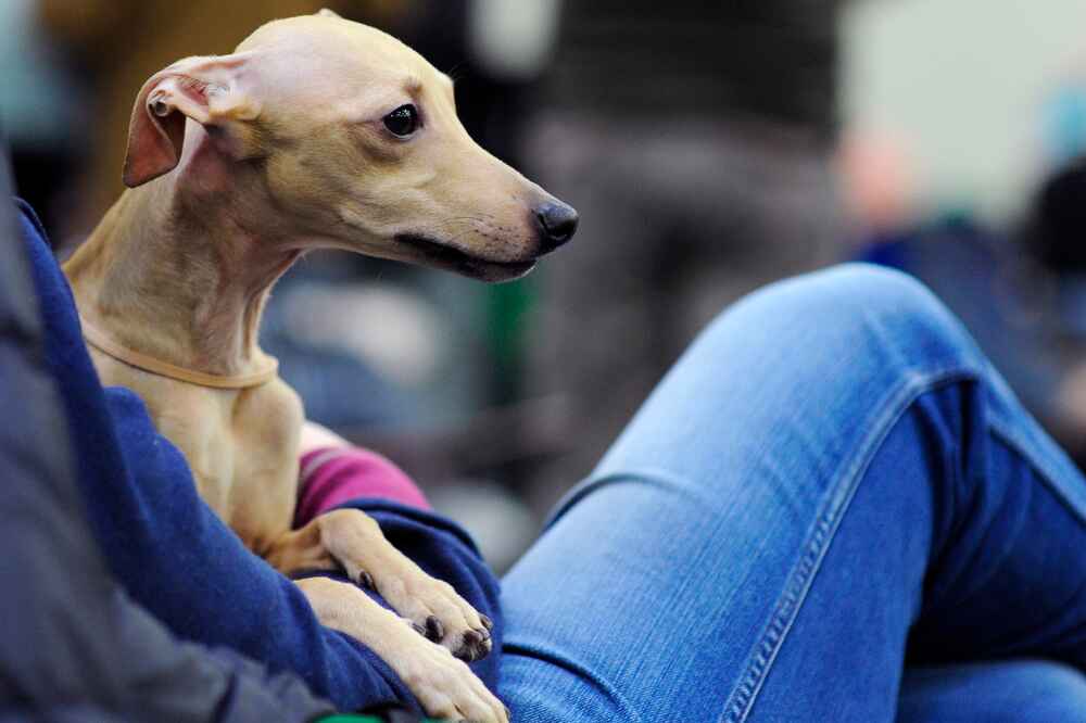 Владелец в силах повлиять на то, сколько живет левретка