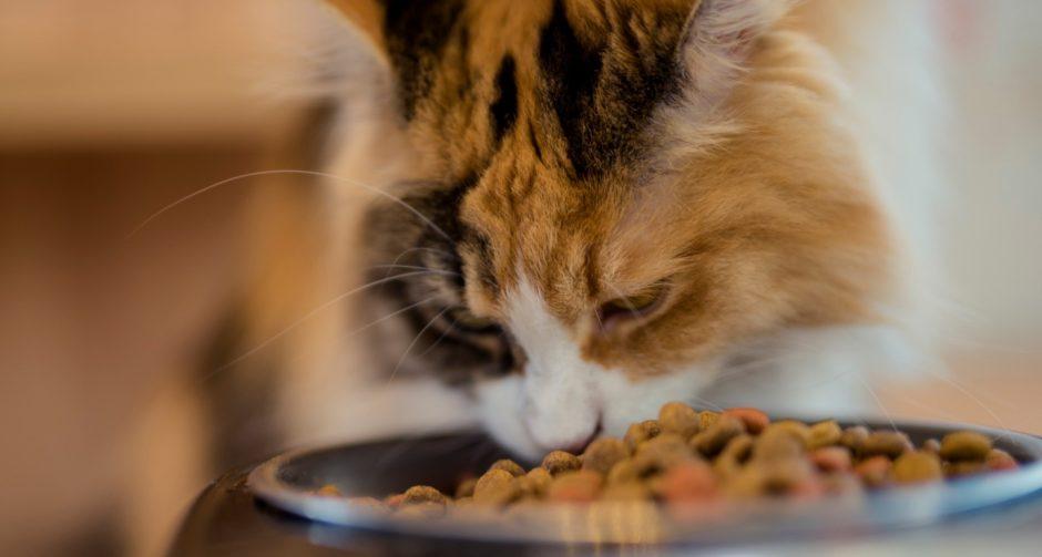 Каким кормом кормить стерилизованную кошку