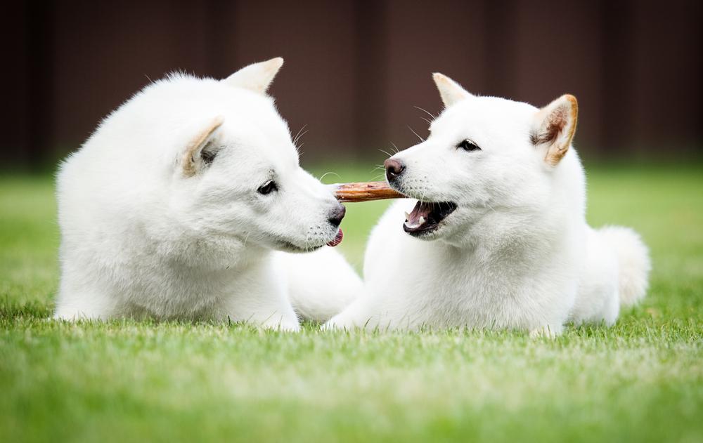 Содержание хоккайдо