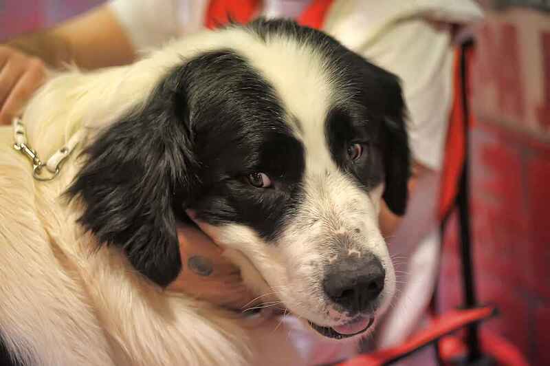 Какой темперамент у пиренейского мастифа?