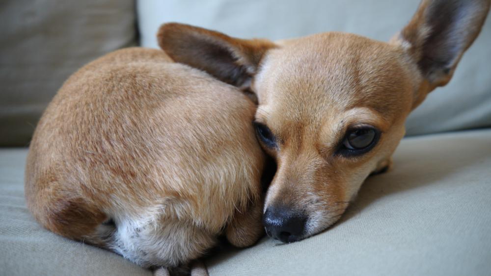 Болезни чихуахуа дир