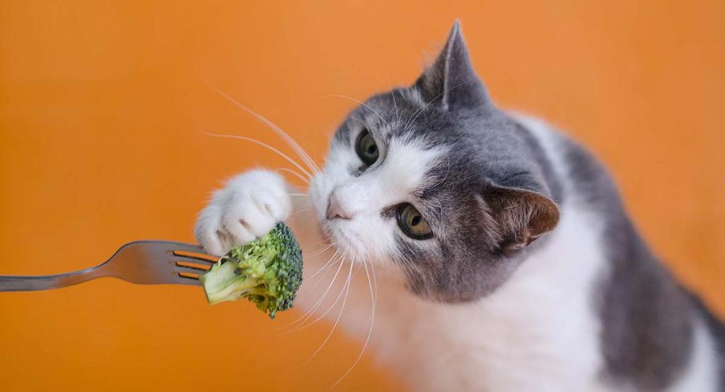 Кормление кастрированных кошек натуральной пищей