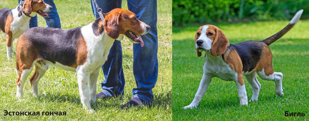 Размер бигля и эстонской гончей отличается