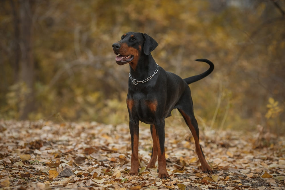 У доберманов могут диагностироваться болезни сердца